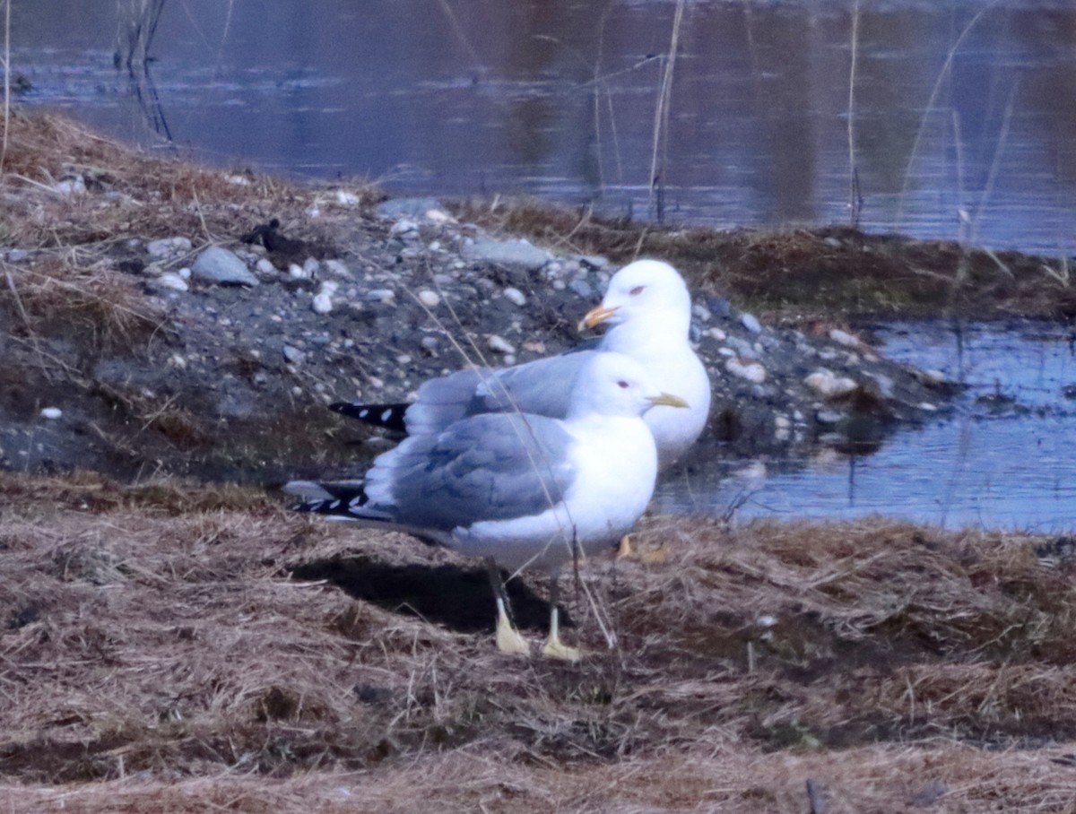 Ring-billed Gull - ML618689122