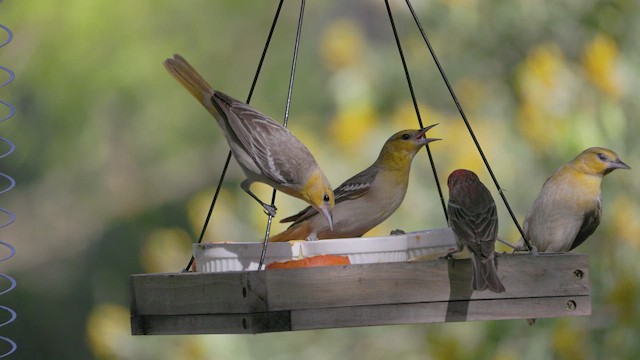 Bullock's Oriole - ML618689126