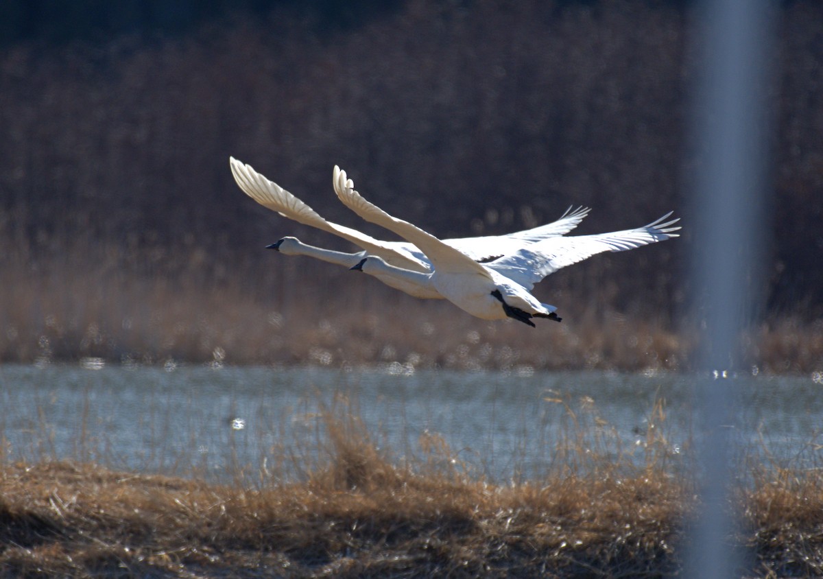 Trumpeter Swan - Jean-Phillipe Boucher