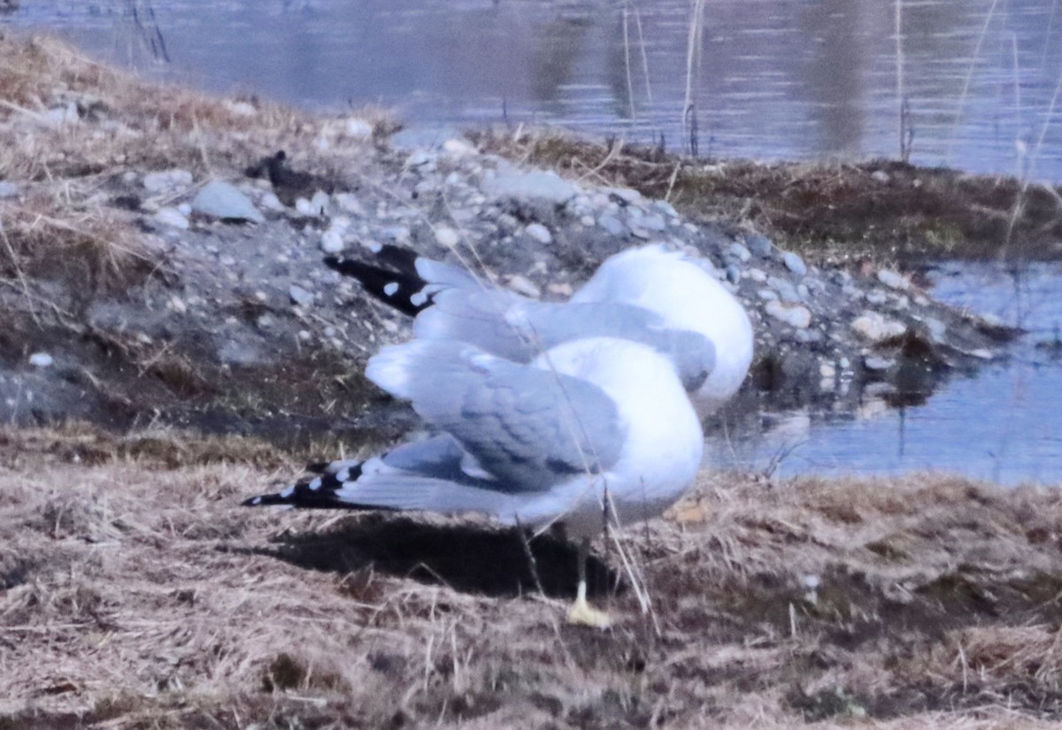 Ring-billed Gull - ML618689137