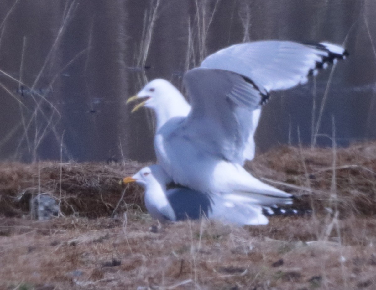 Ring-billed Gull - ML618689161