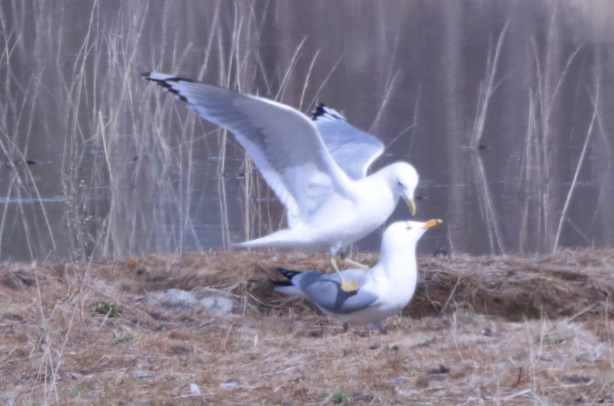 Ring-billed Gull - ML618689165