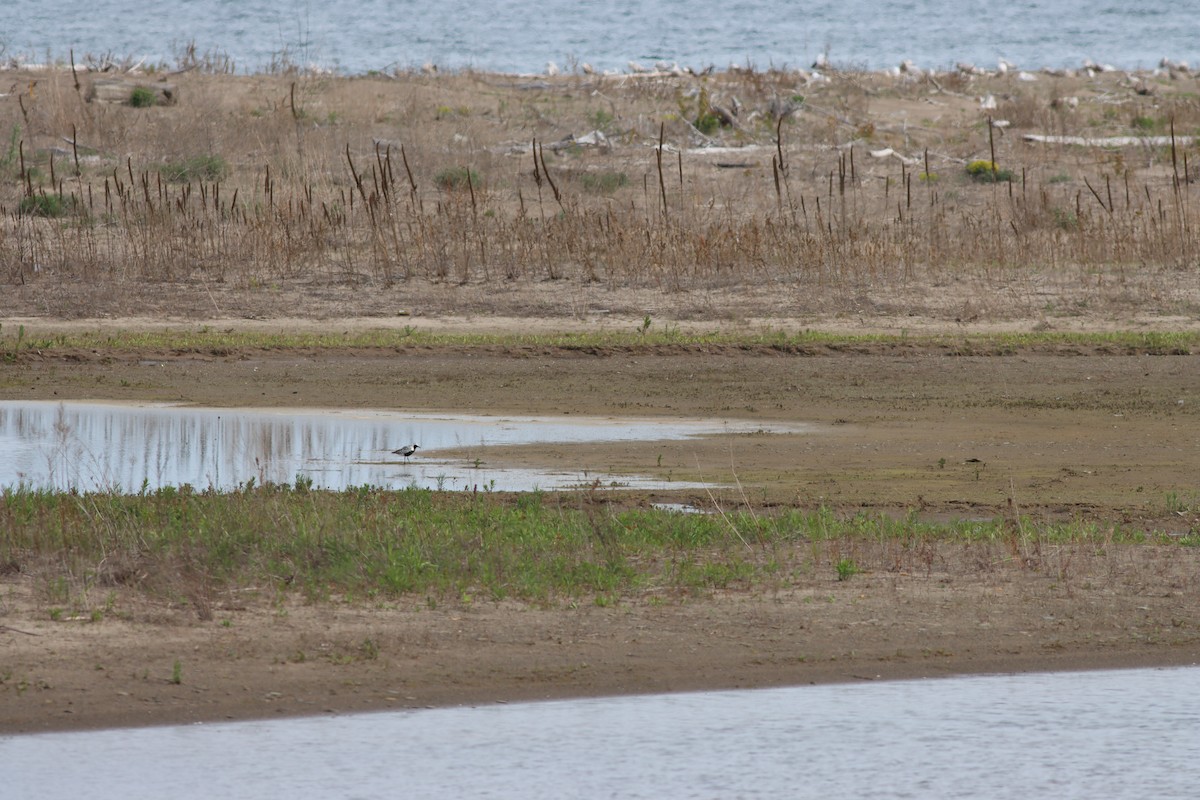 Black-bellied Plover - Eric M. Hall