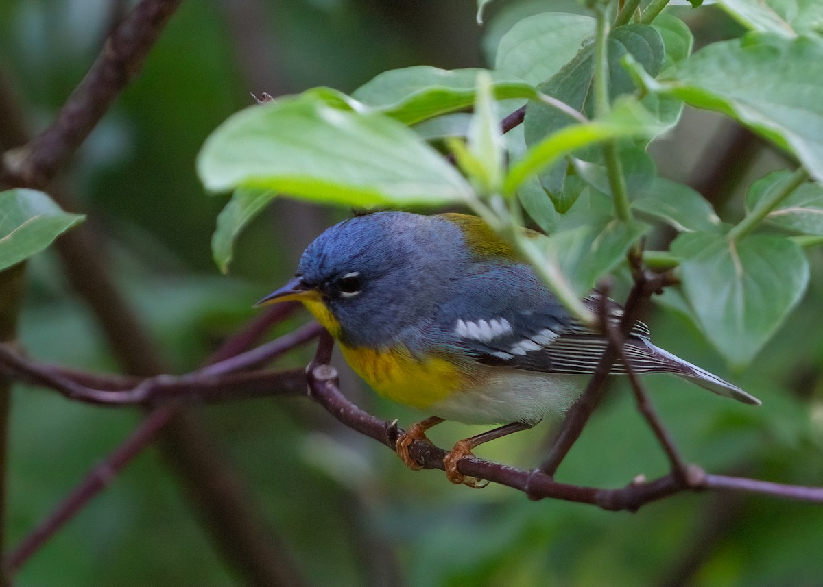 Northern Parula - Judi Sawyer