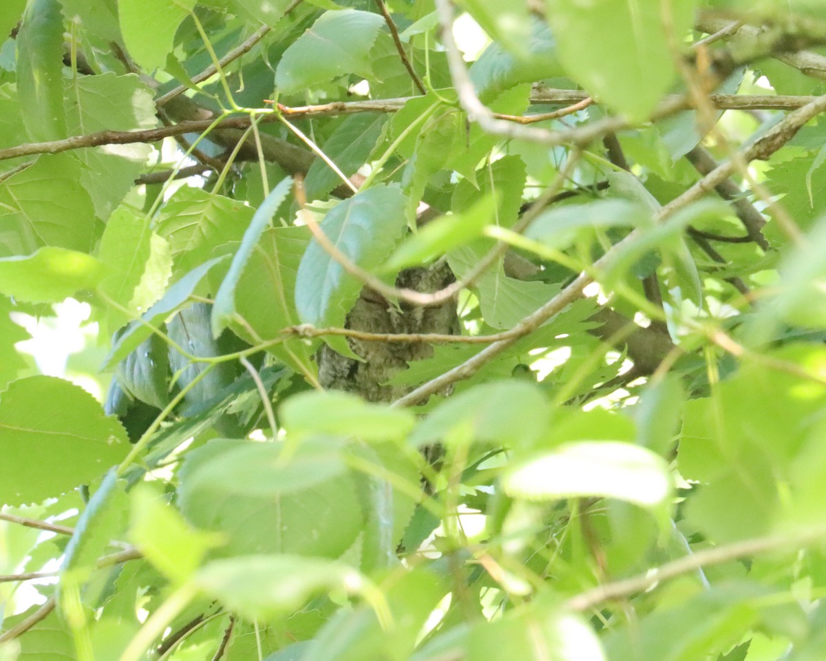 Eastern Screech-Owl - ML618689212