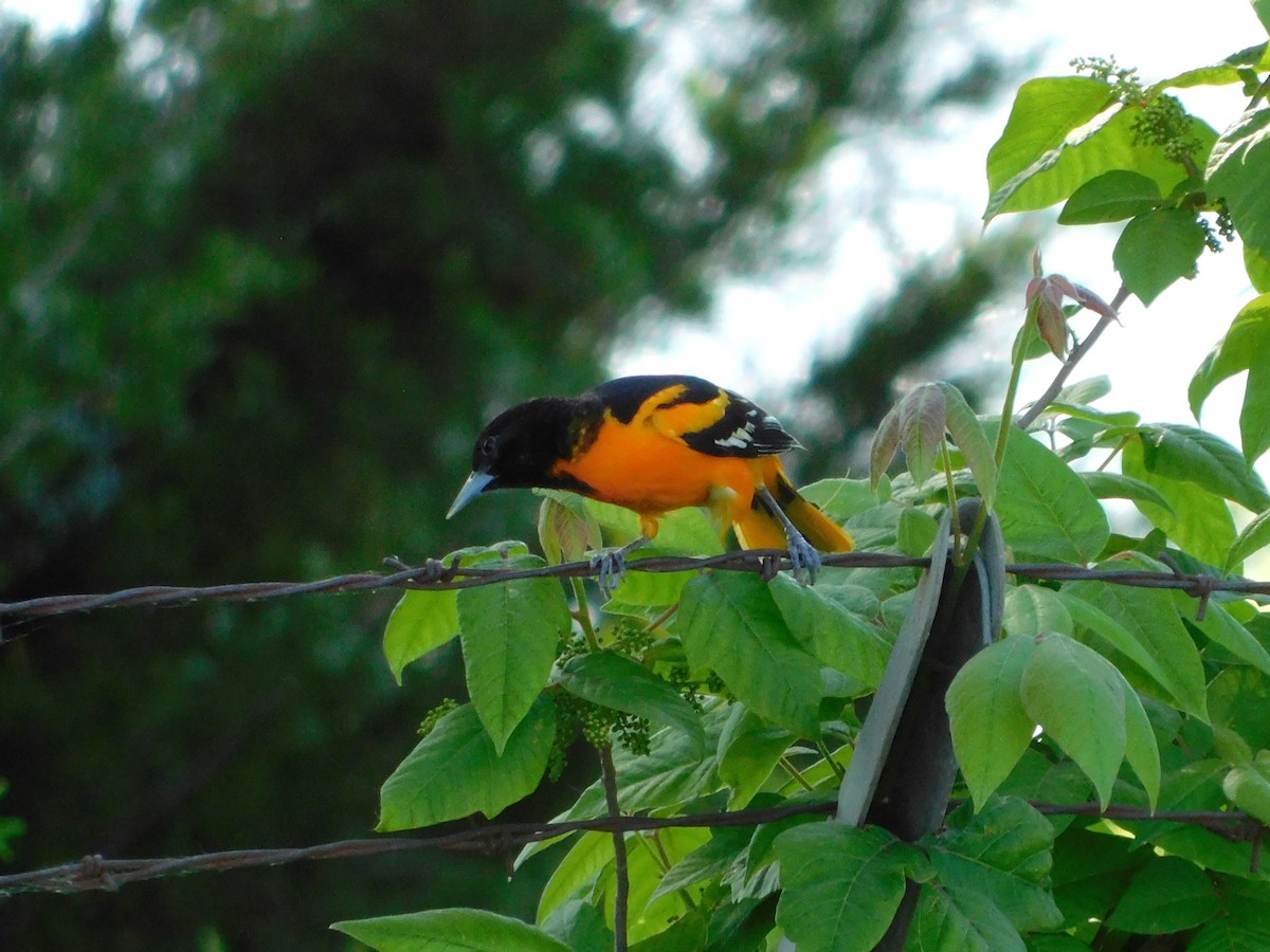 Baltimore Oriole - ML618689221