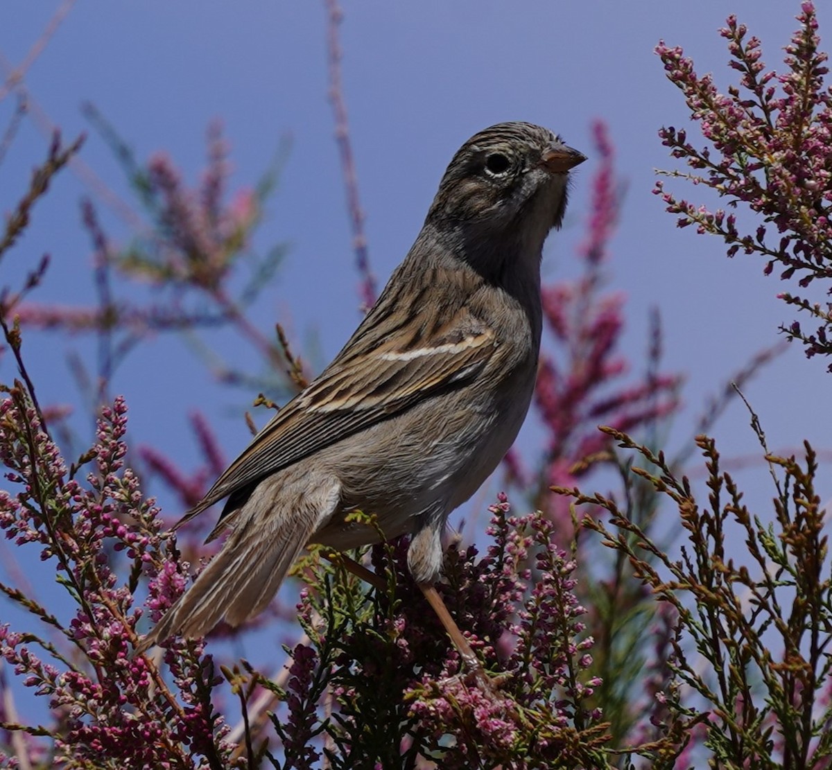 Brewer's Sparrow - Phill and Lis Henry