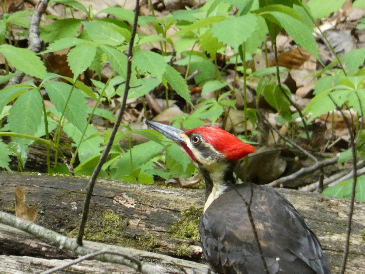 Pileated Woodpecker - ML618689251