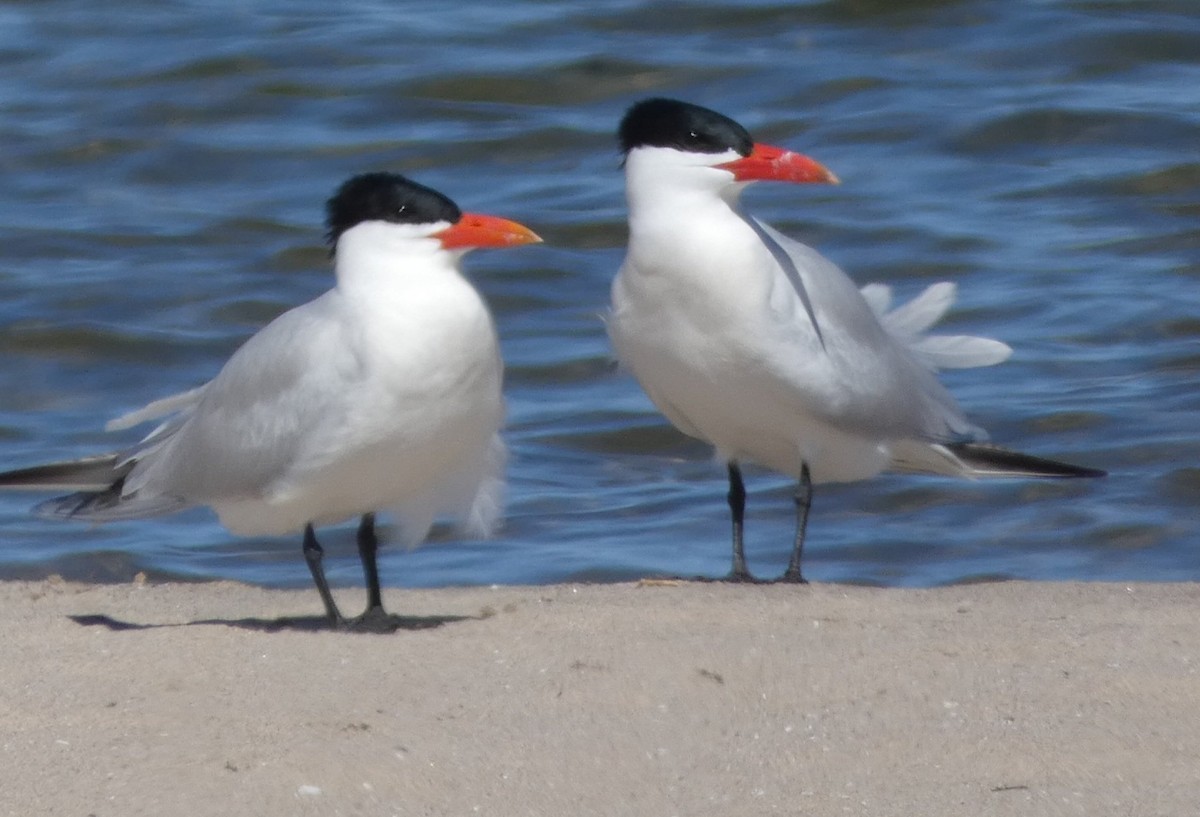 Caspian Tern - ML618689253