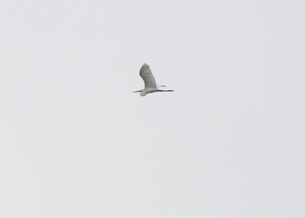 Great Egret - ML618689258