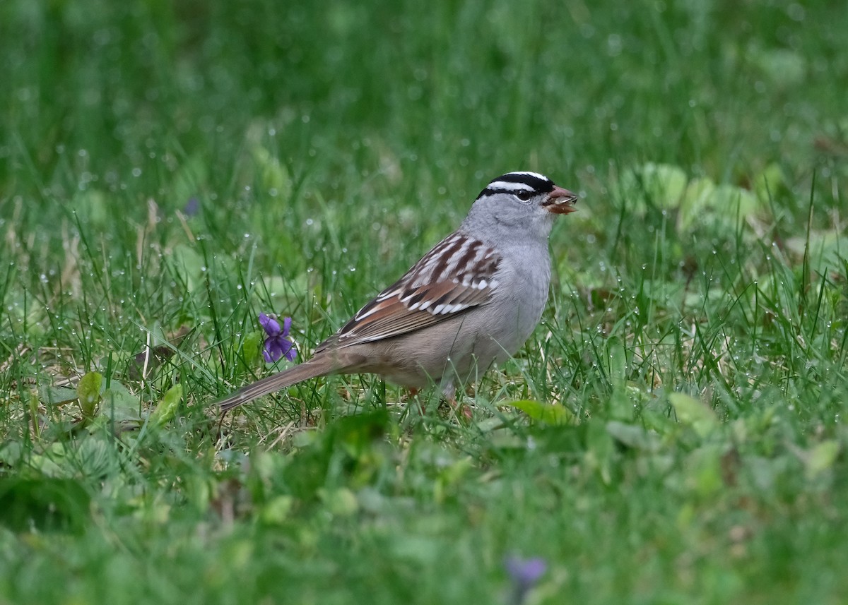 White-crowned Sparrow - Ann Martin