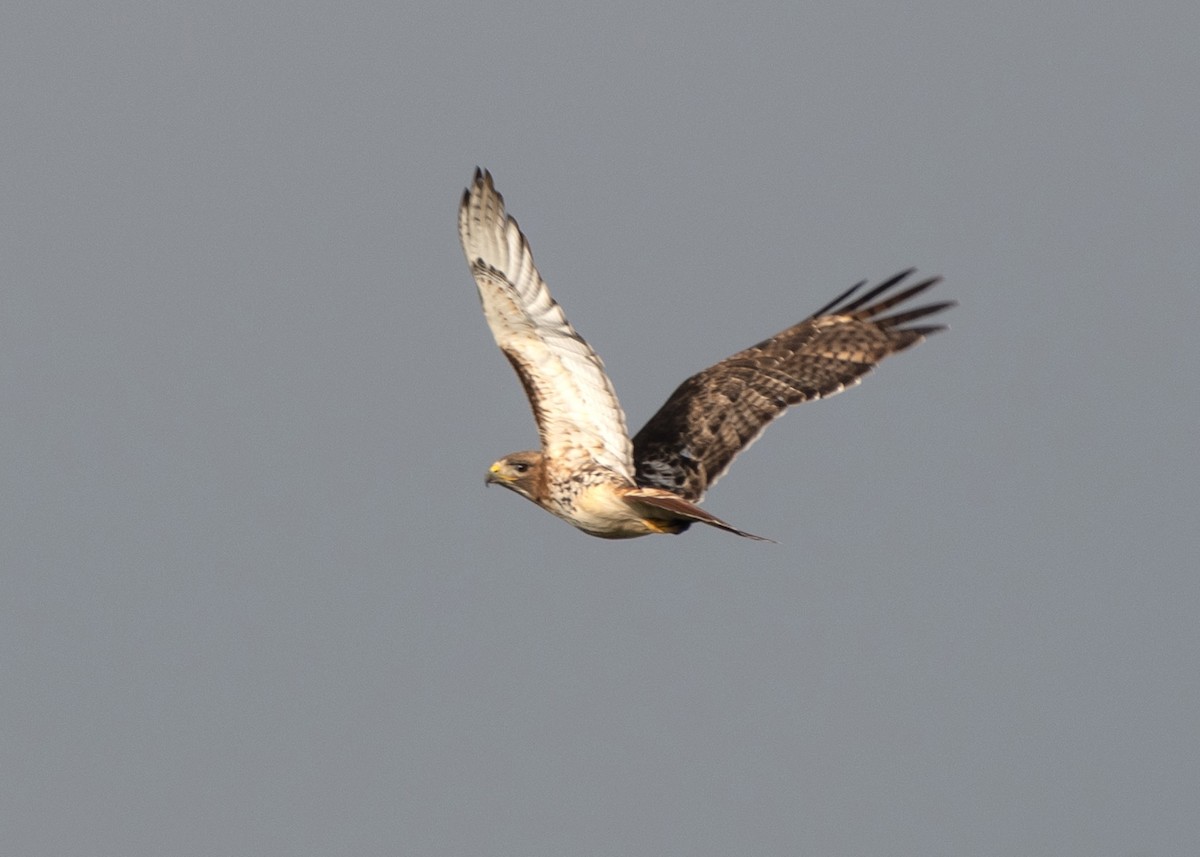 Red-tailed Hawk (borealis) - ML618689273