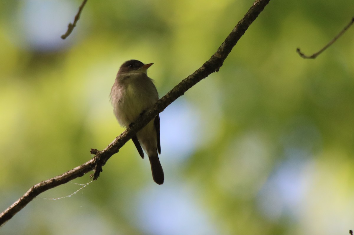 Eastern Wood-Pewee - ML618689284