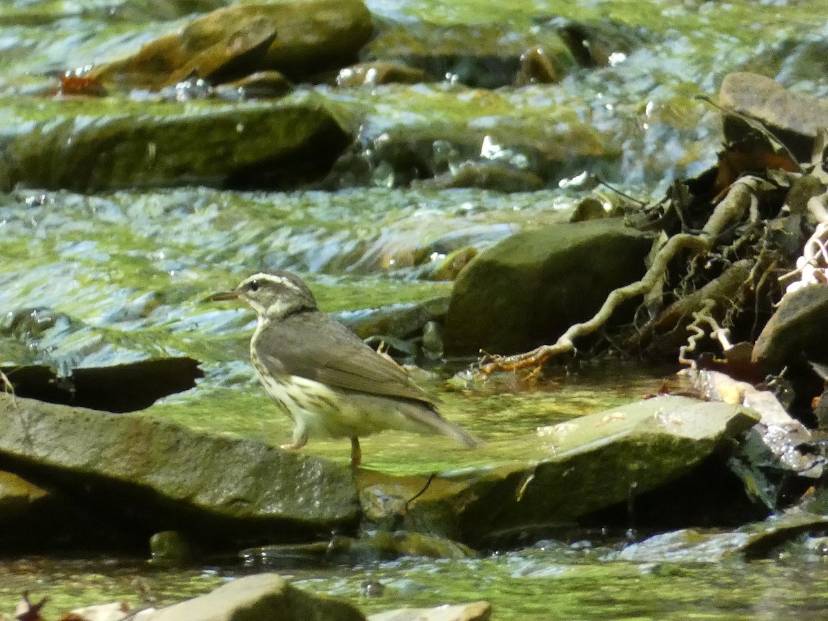 Louisiana Waterthrush - ML618689285