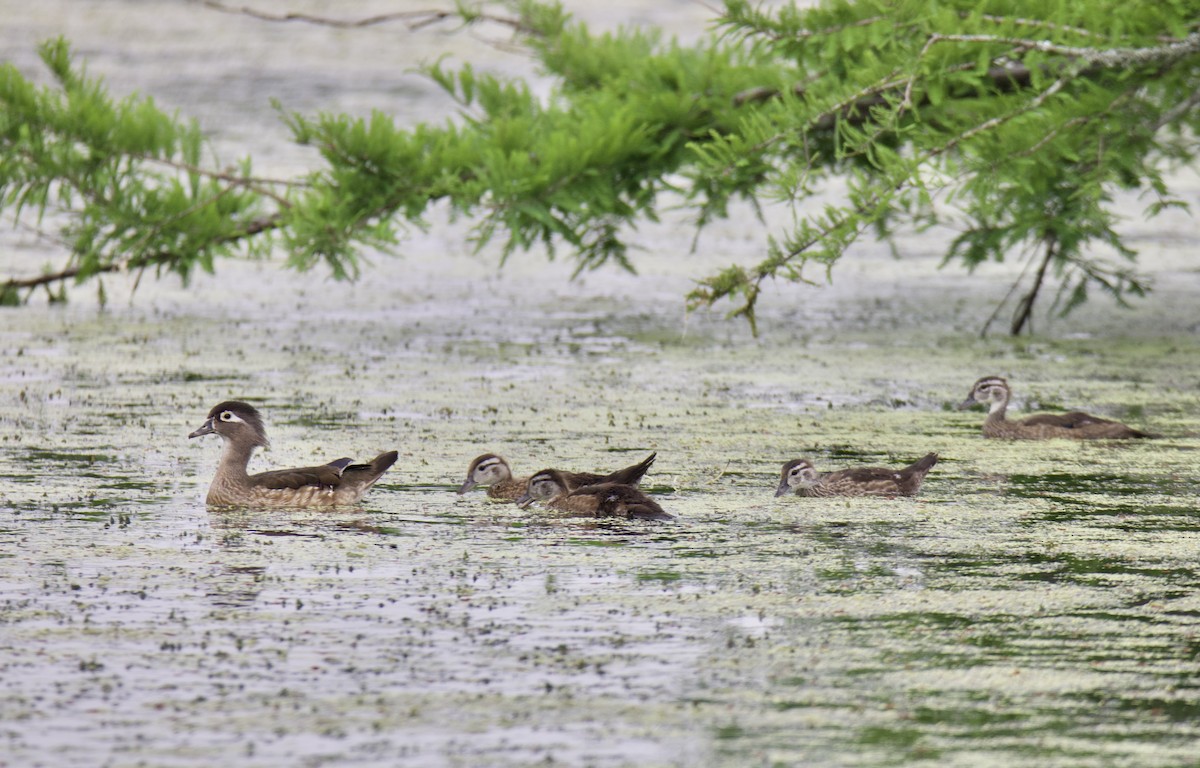 Wood Duck - ML618689287