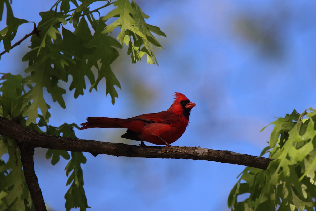 Northern Cardinal - ML618689308