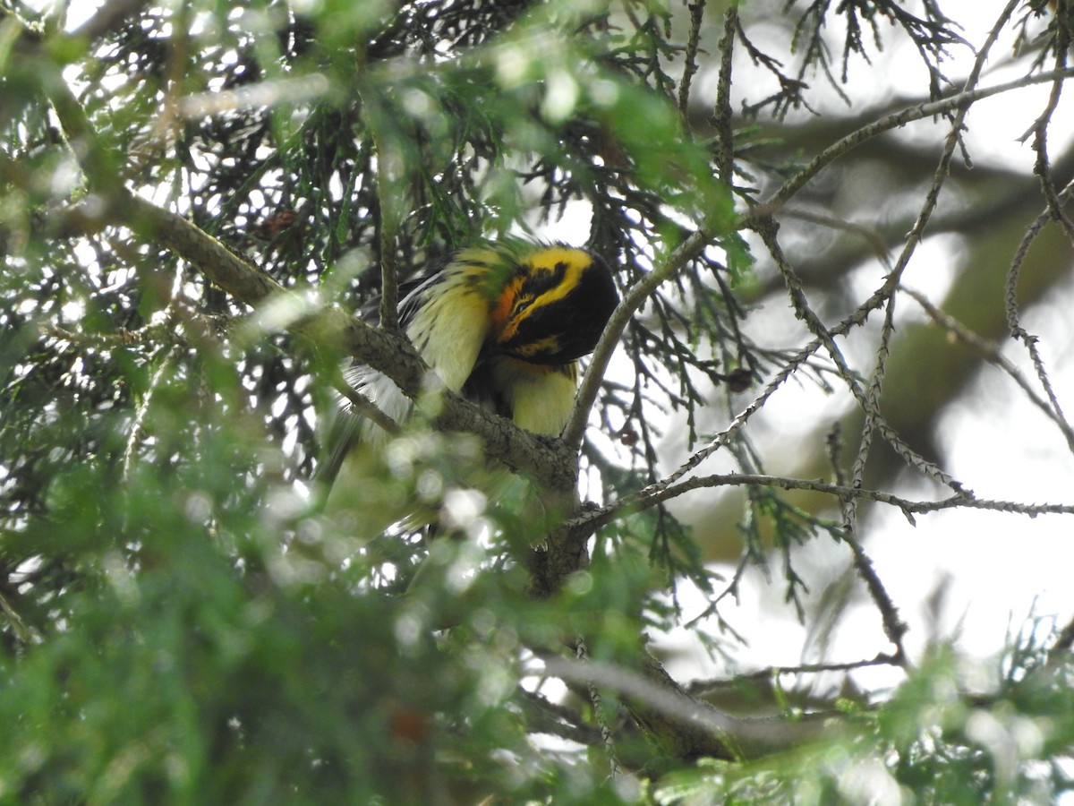 Blackburnian Warbler - Connor Smith