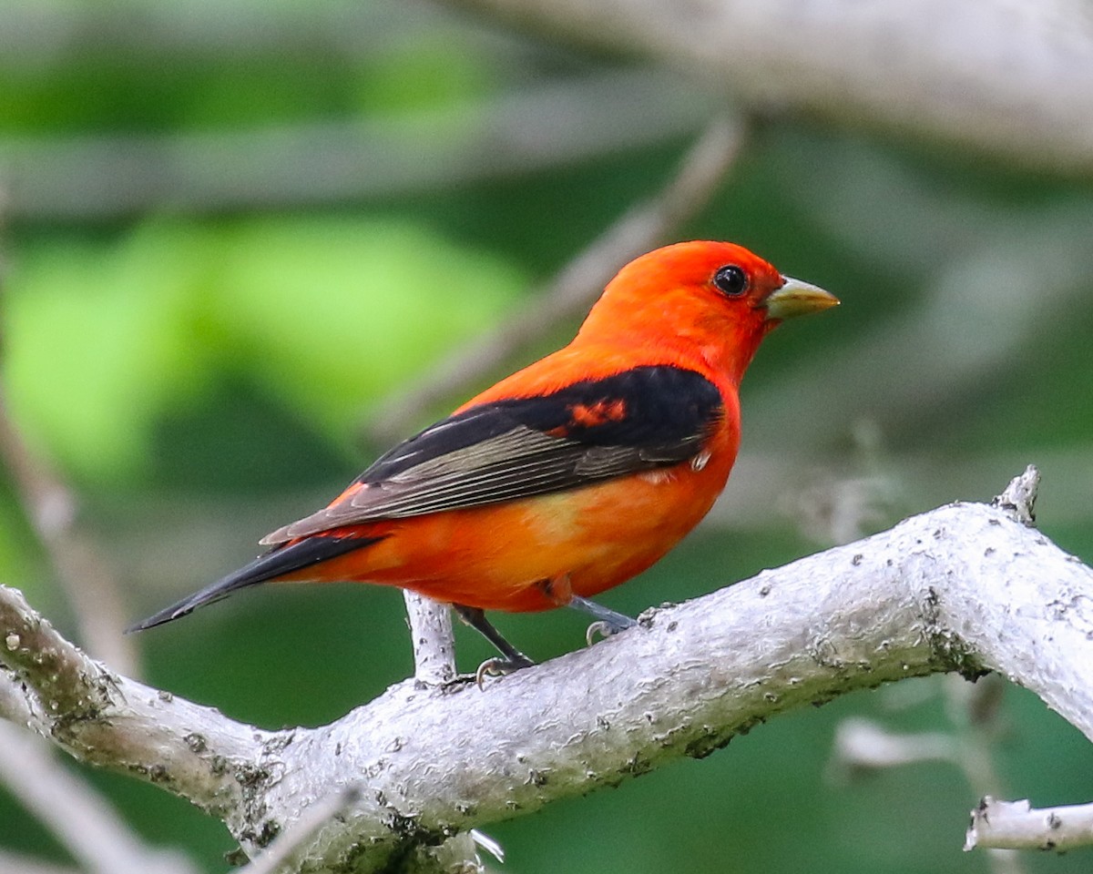 Scarlet Tanager - ML618689332