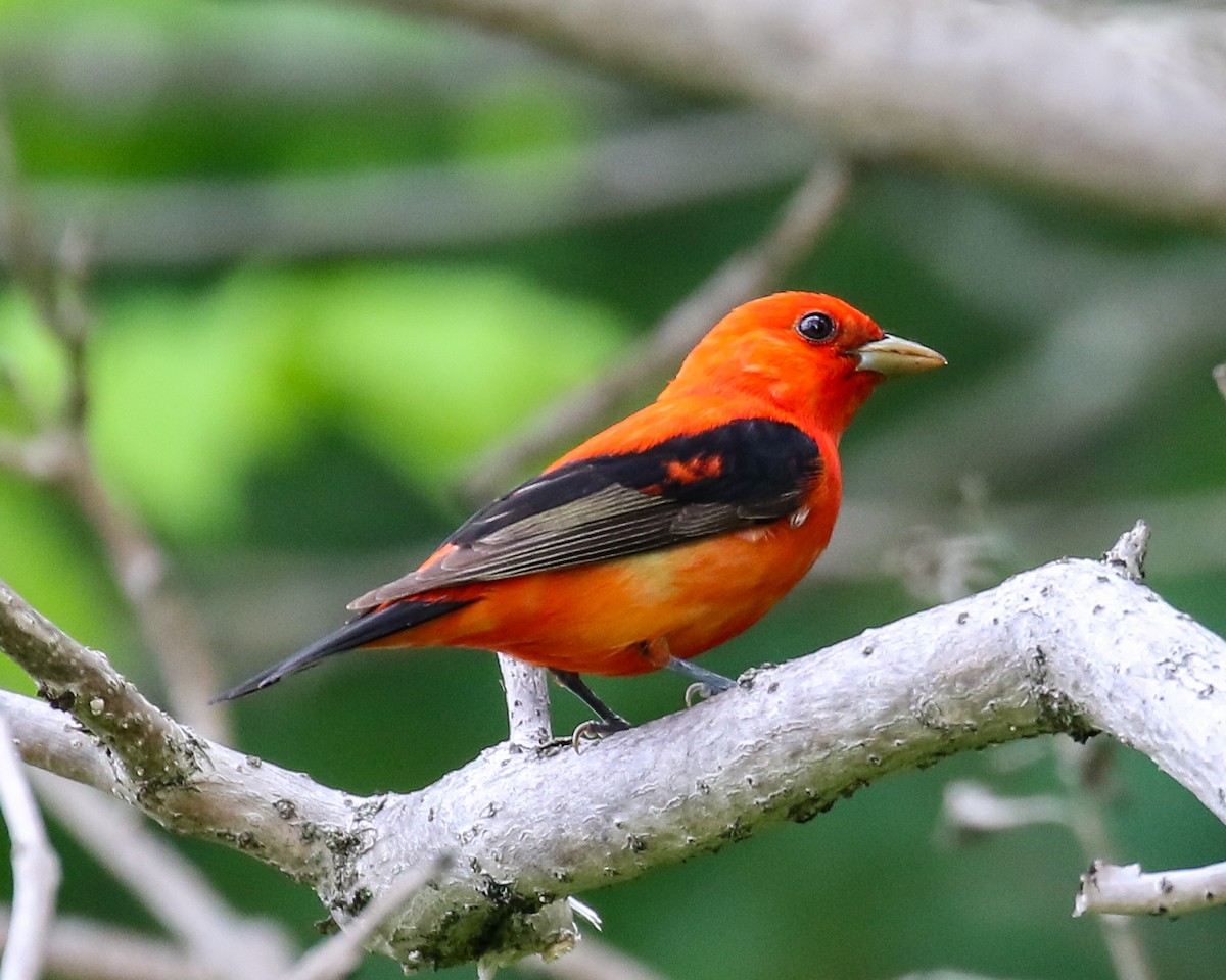 Scarlet Tanager - ML618689333