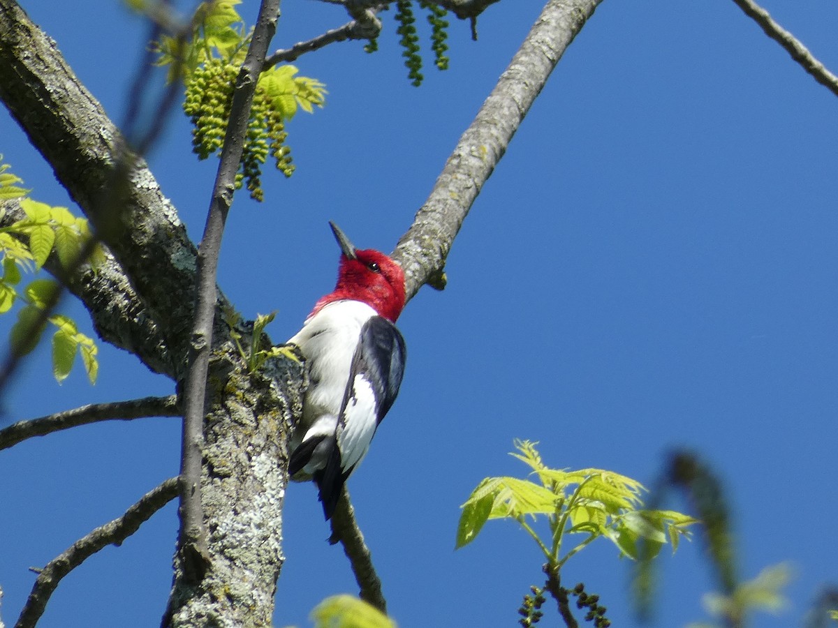 Red-headed Woodpecker - ML618689351