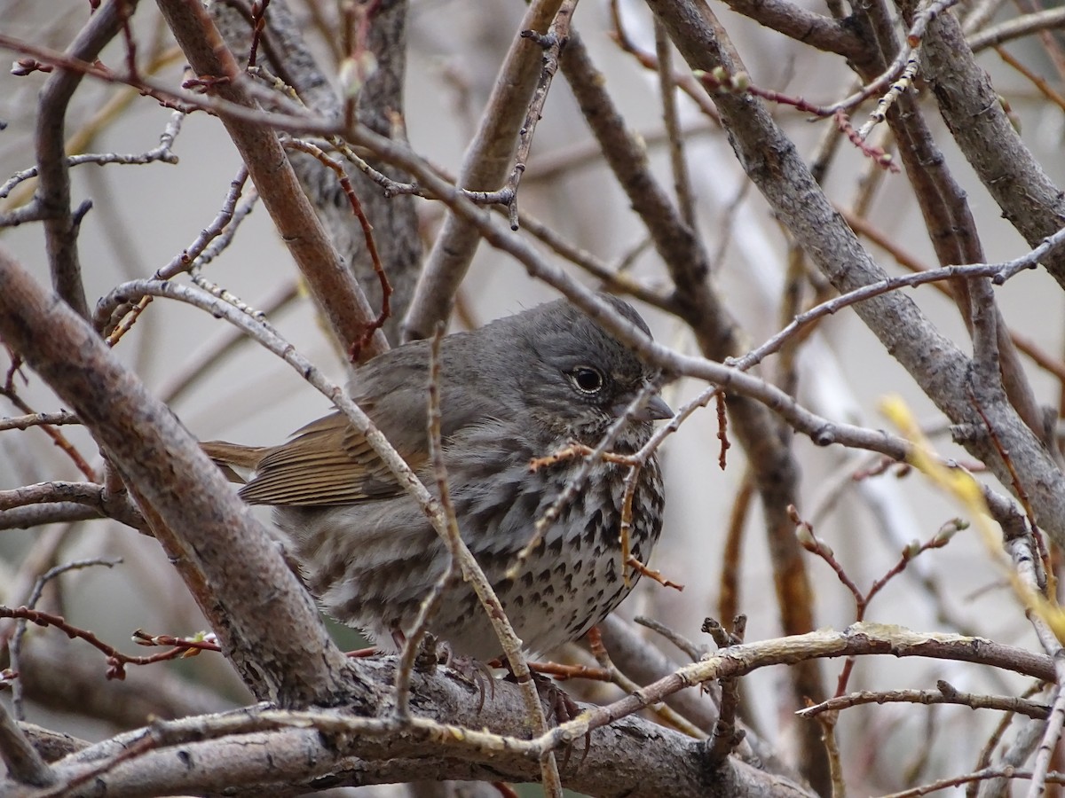 Fox Sparrow (Slate-colored) - ML618689393