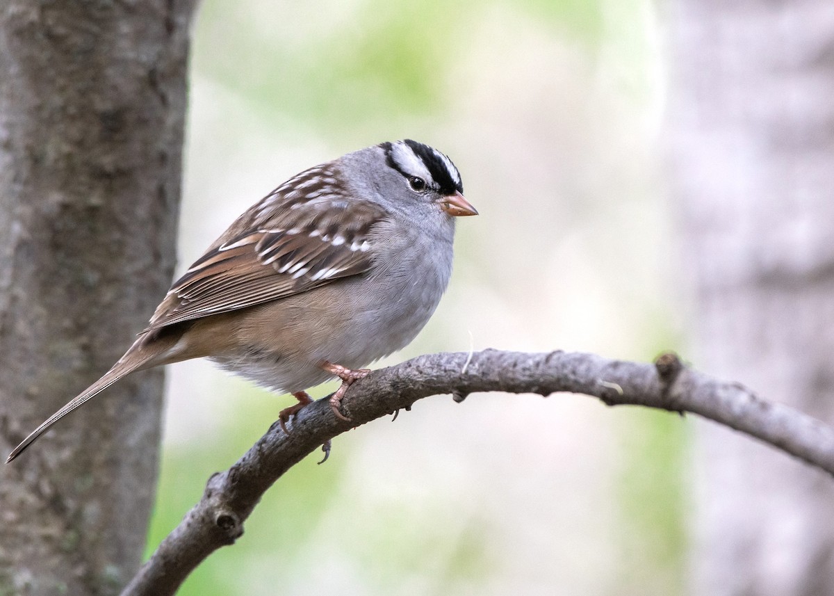 White-crowned Sparrow - ML618689404