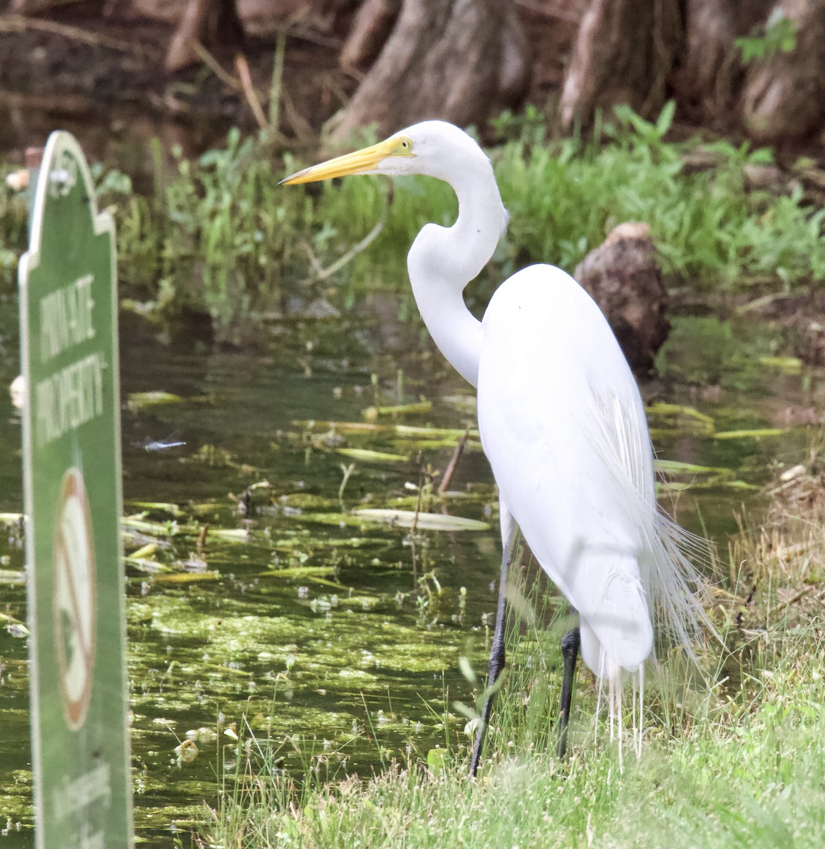 Great Egret - ML618689407