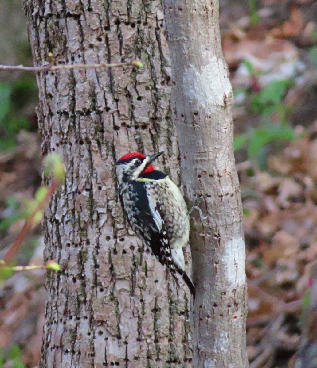 Yellow-bellied Sapsucker - ML618689432