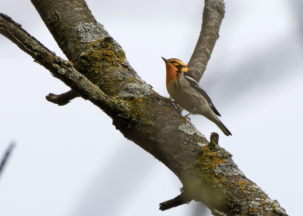 Blackburnian Warbler - ML618689487