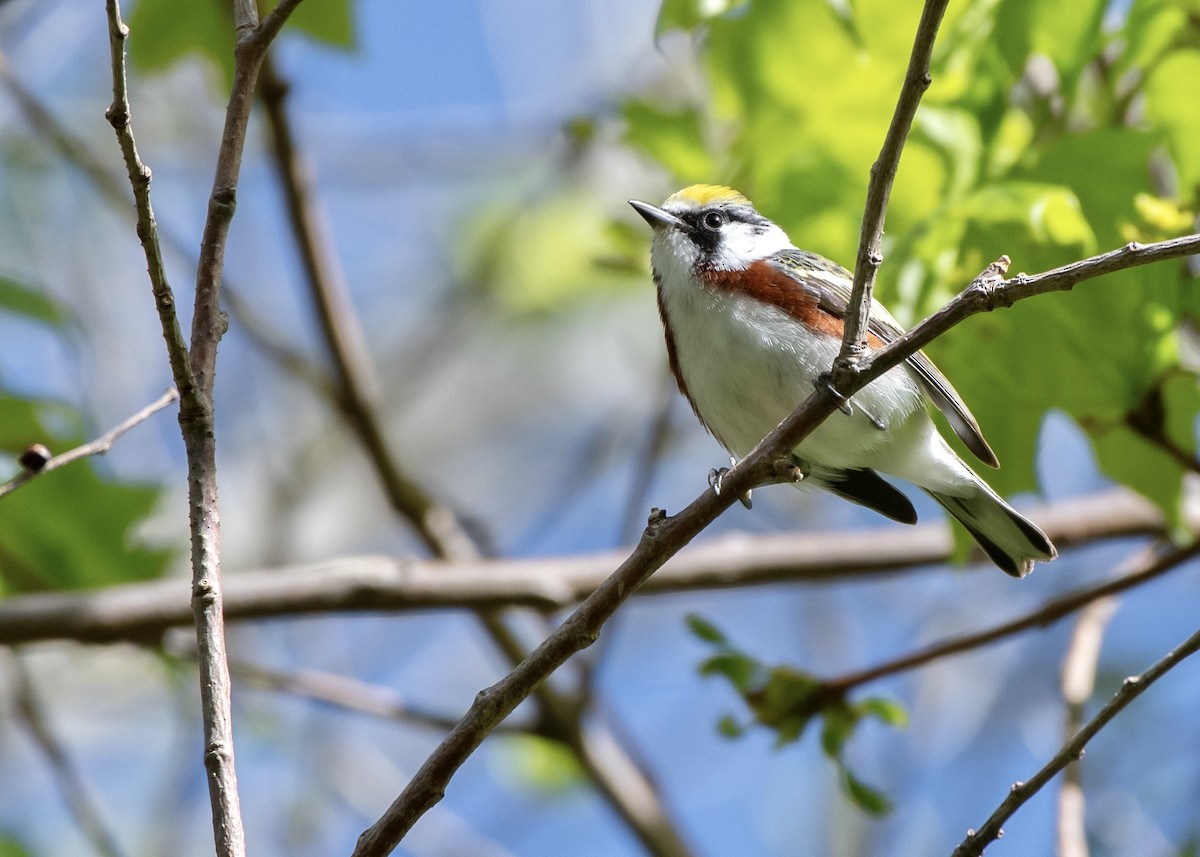 Chestnut-sided Warbler - ML618689504