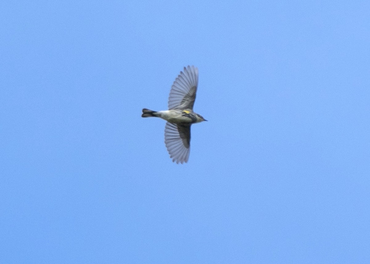 Yellow-rumped Warbler (Myrtle) - ML618689542