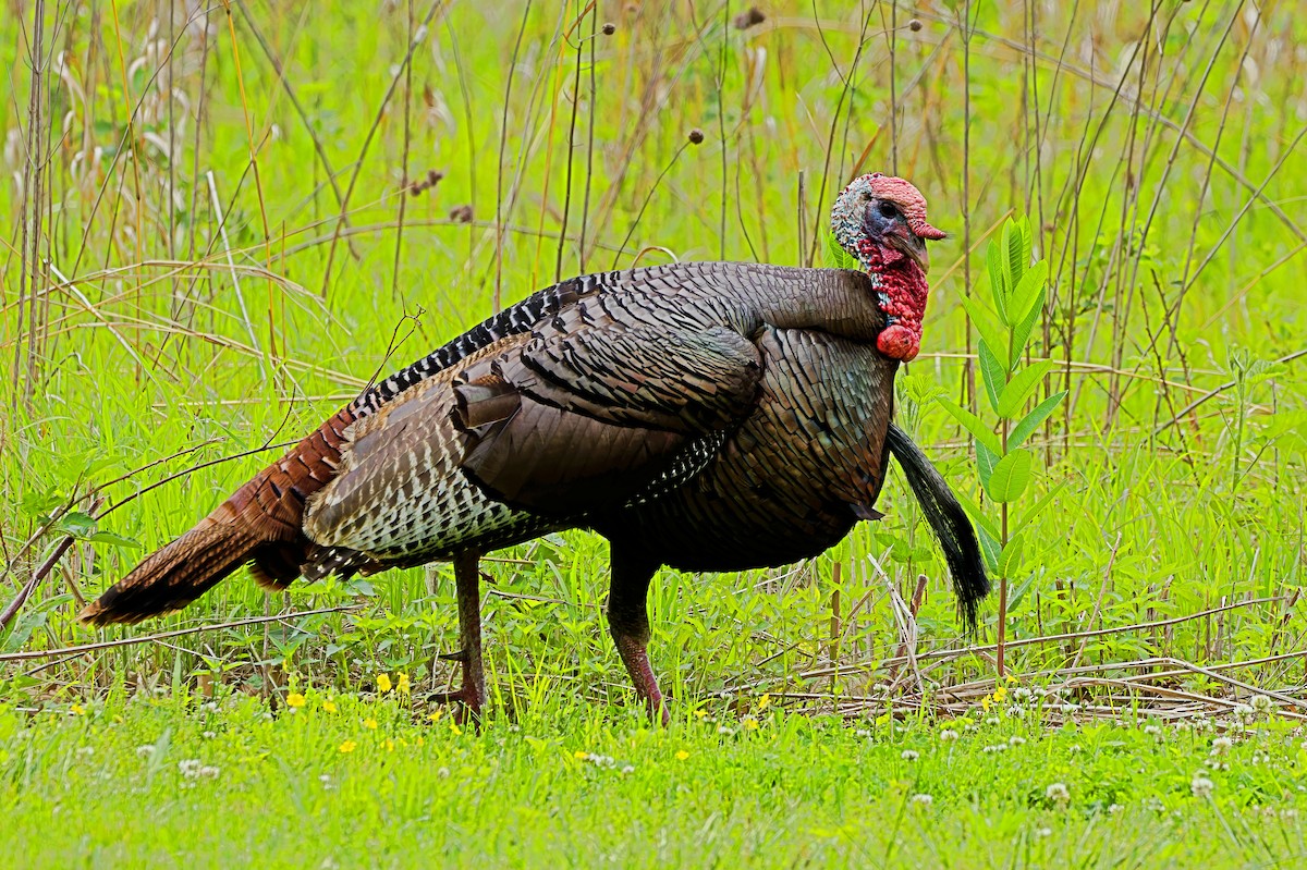 Wild Turkey - ML618689612