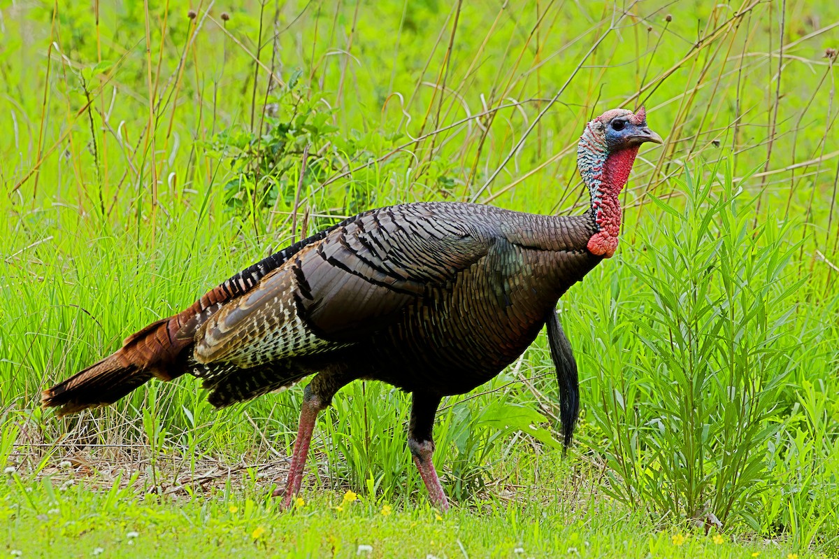 Wild Turkey - ML618689613