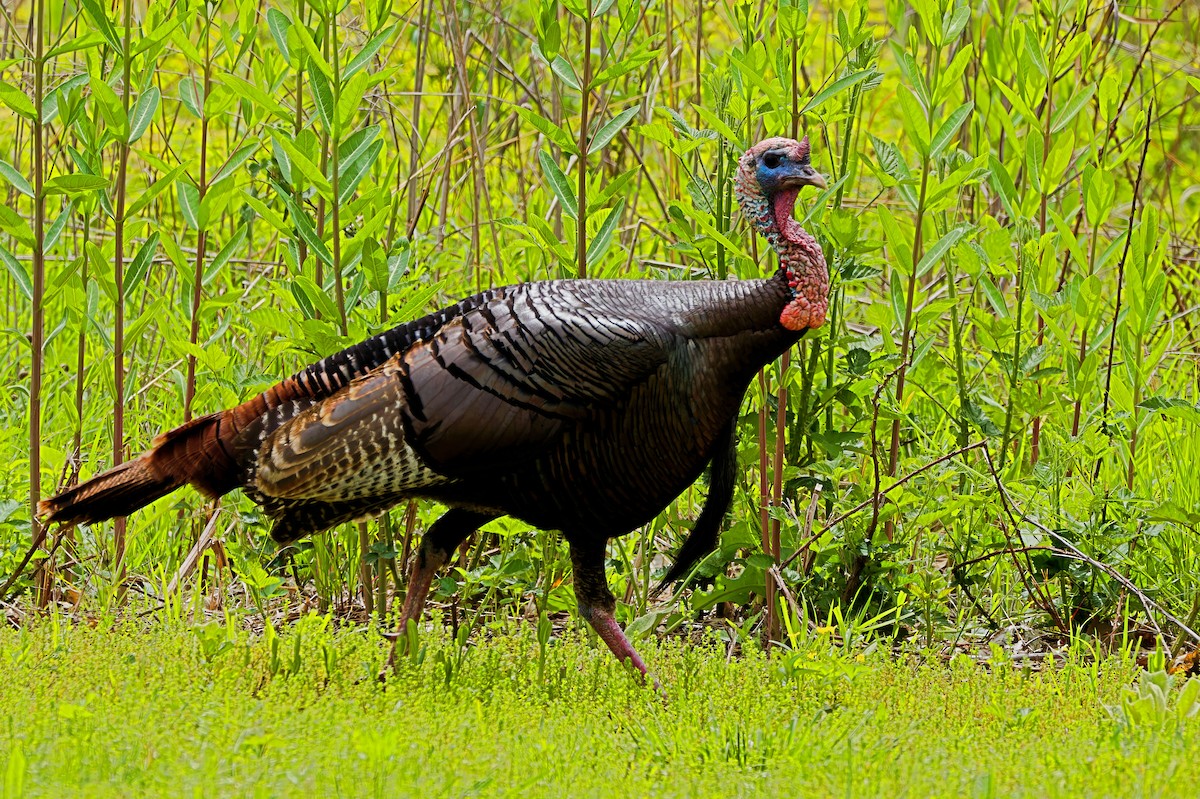 Wild Turkey - Stephen Cook