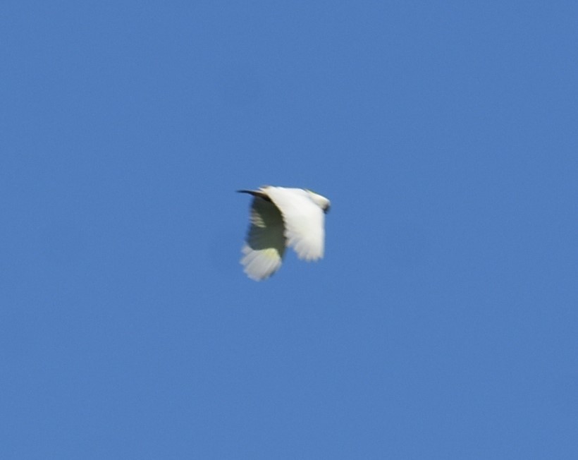 Sulphur-crested Cockatoo - Mark Tarnawski