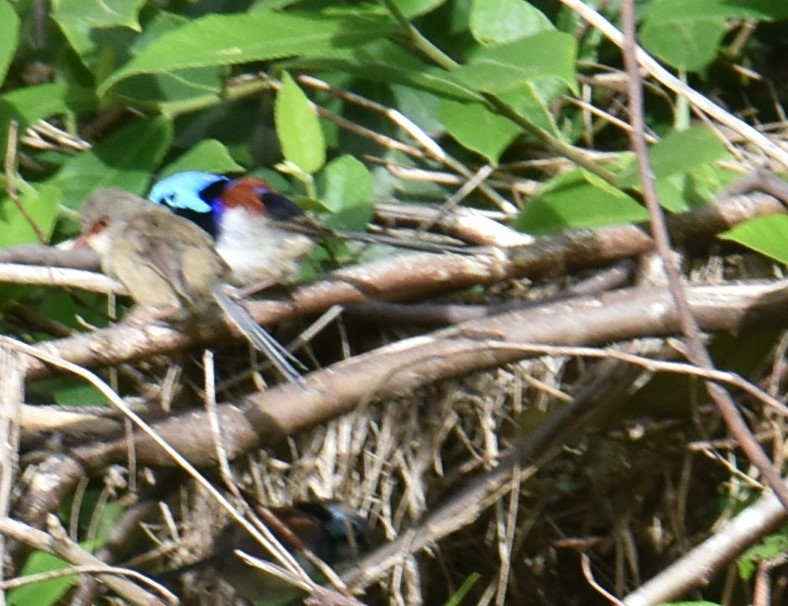 Variegated Fairywren - Mark Tarnawski