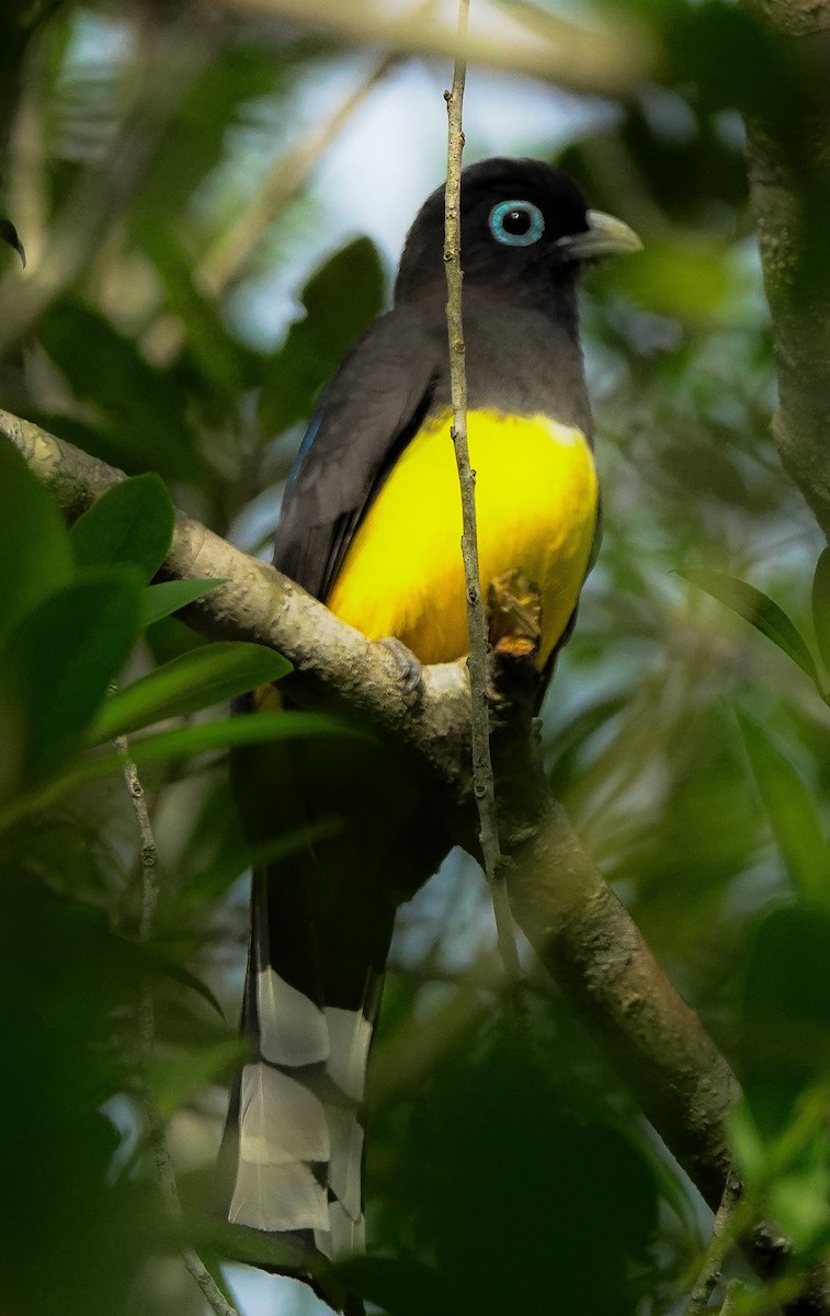 Black-headed Trogon - ML618689703