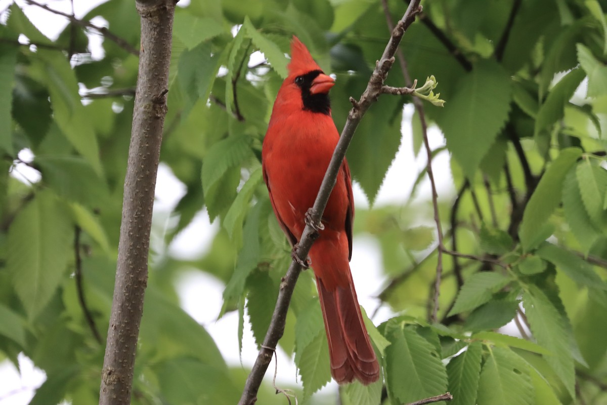 Northern Cardinal - Lisa Benjamin