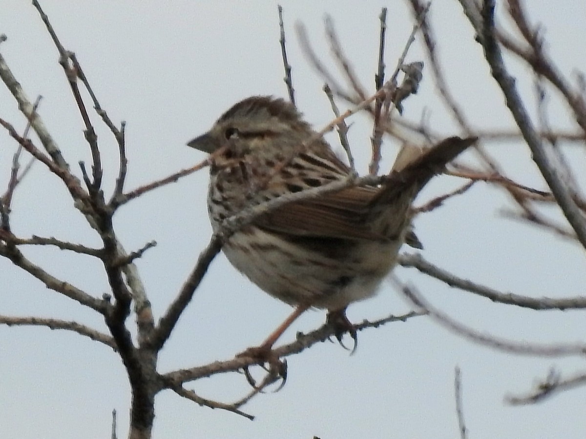 Song Sparrow - Jayme Gale