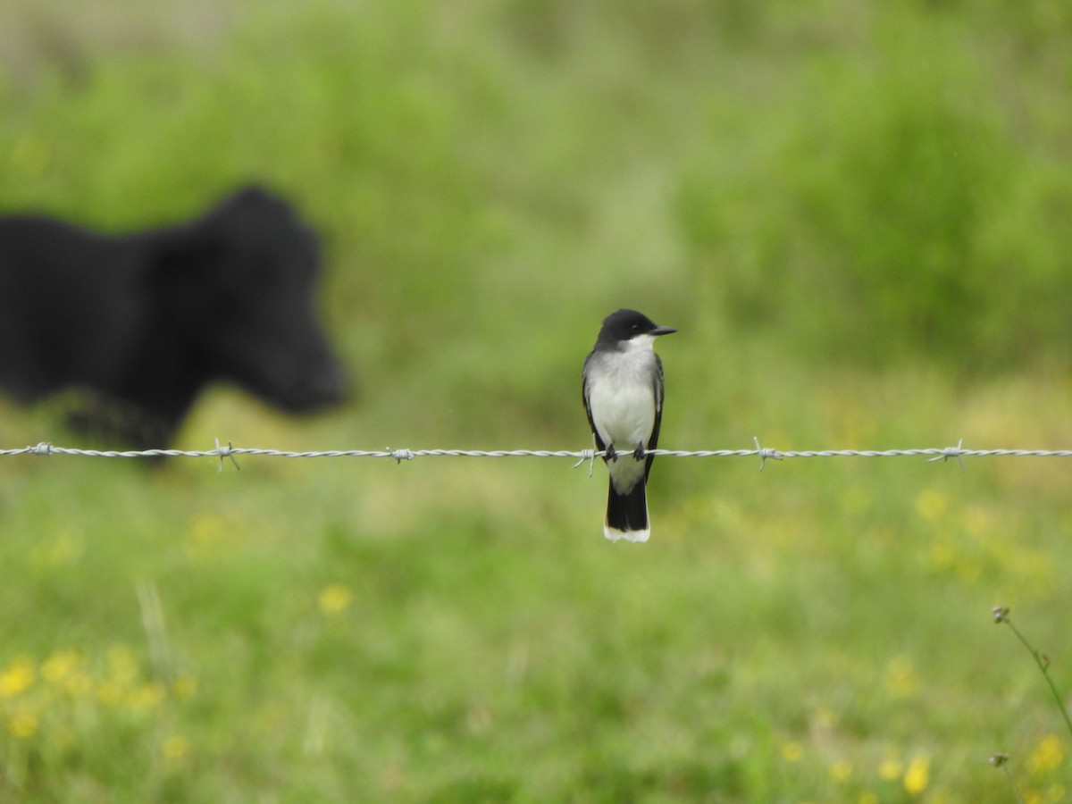 Eastern Kingbird - ML618689727