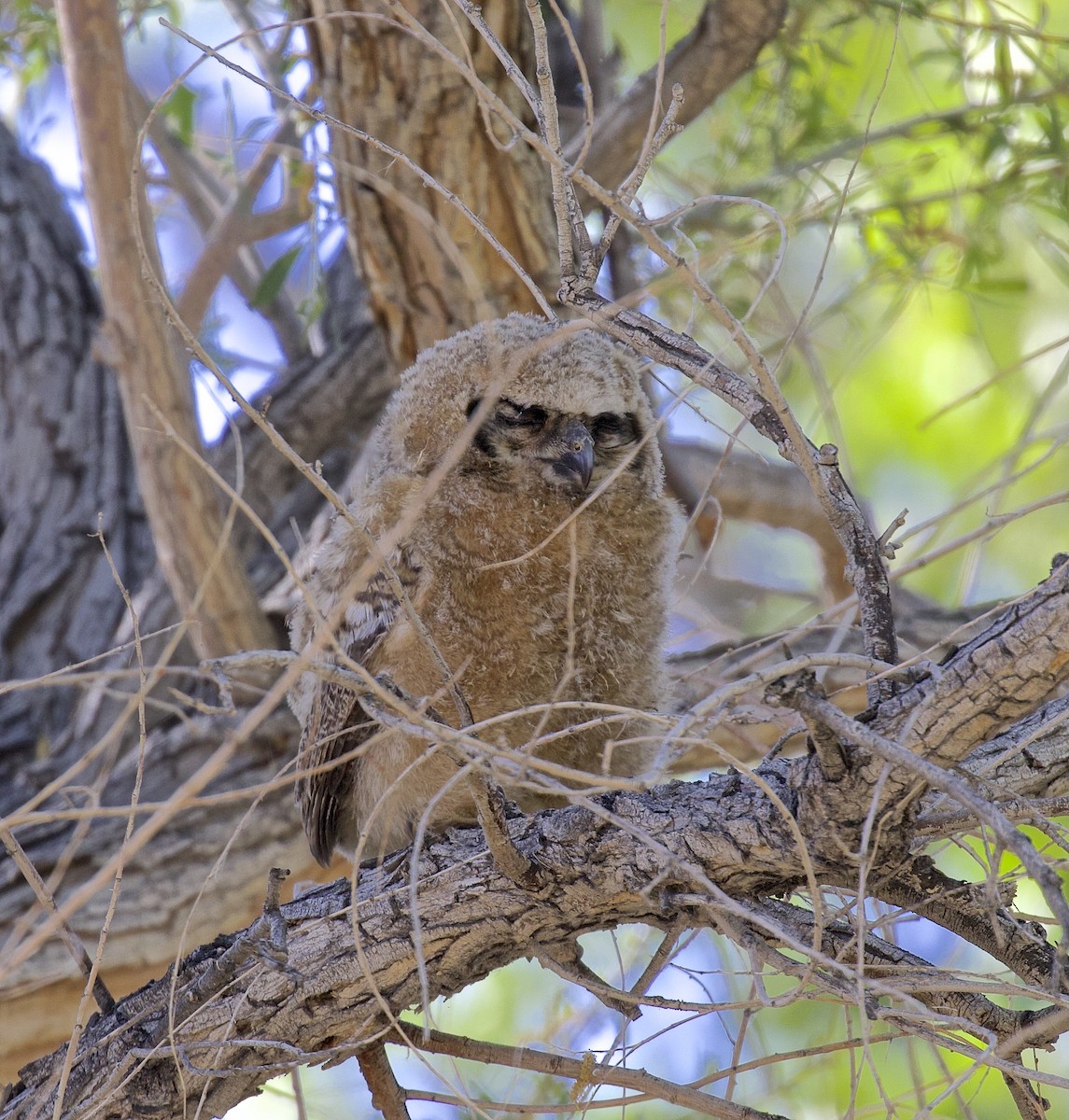 Great Horned Owl - ML618689731