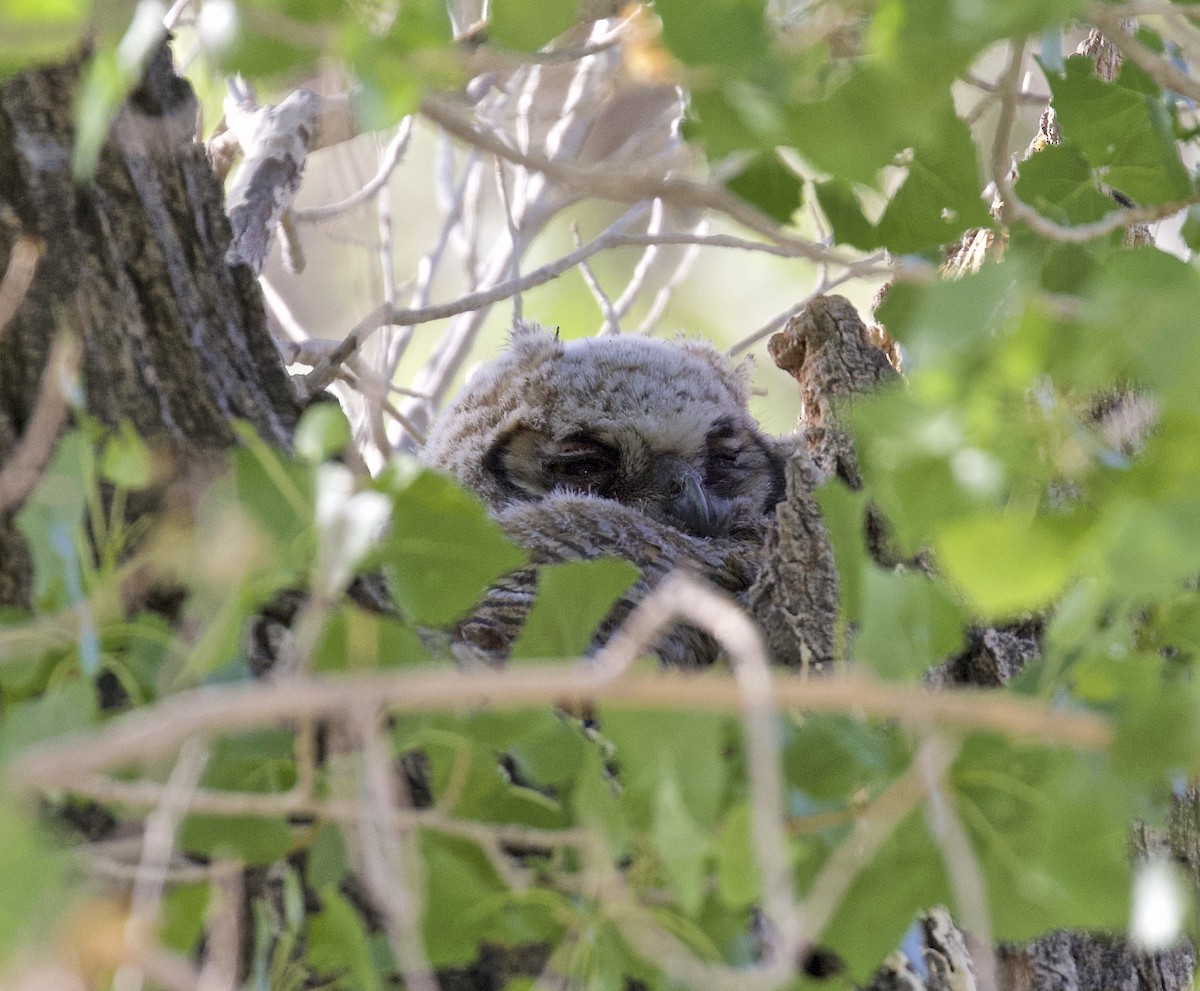Great Horned Owl - ML618689741