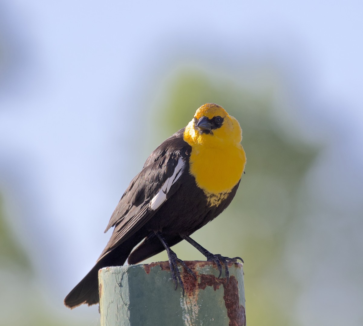 Yellow-headed Blackbird - ML618689776