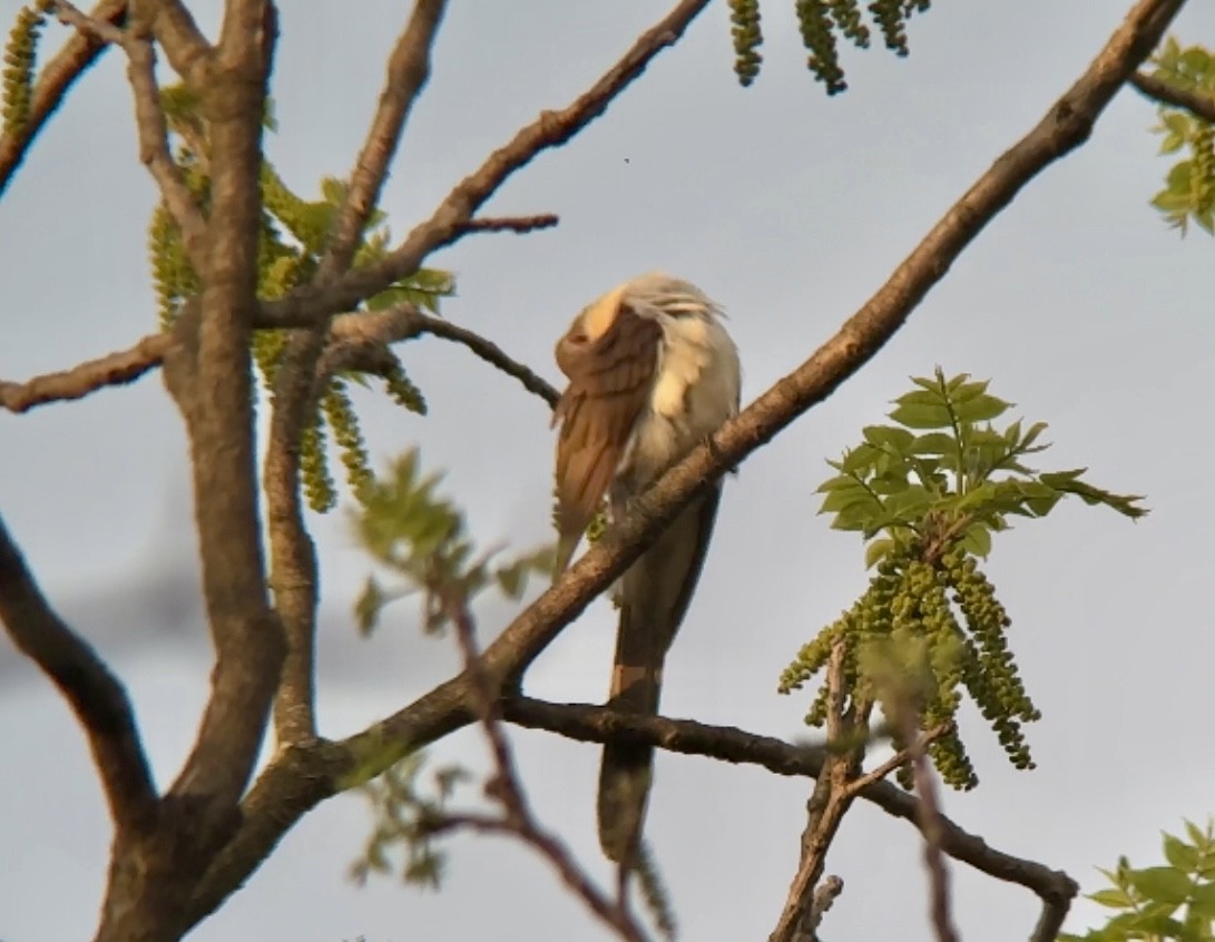 Black-billed Cuckoo - ML618689793