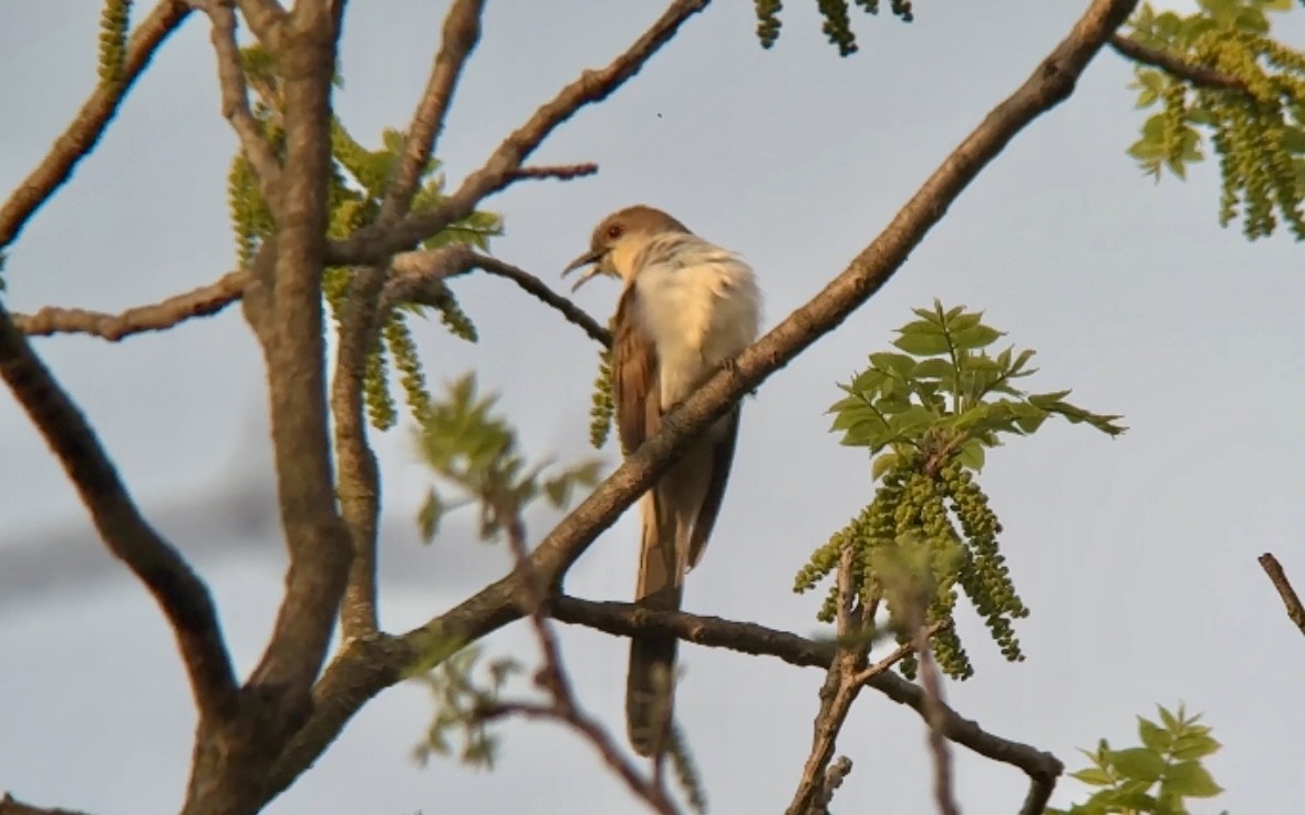 Black-billed Cuckoo - ML618689794