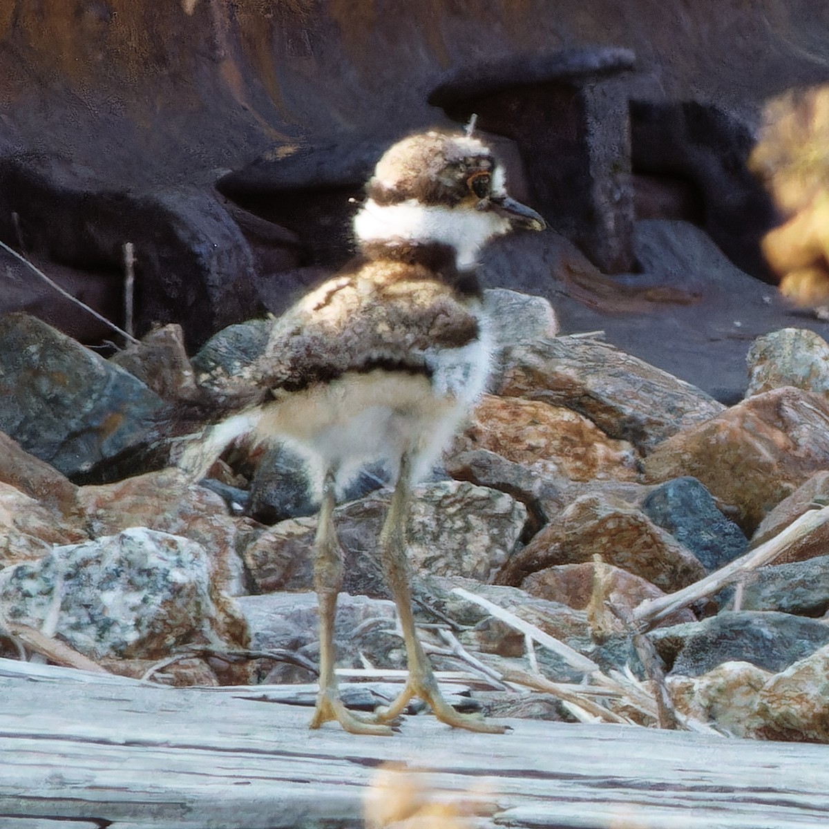 Killdeer - ML618689818