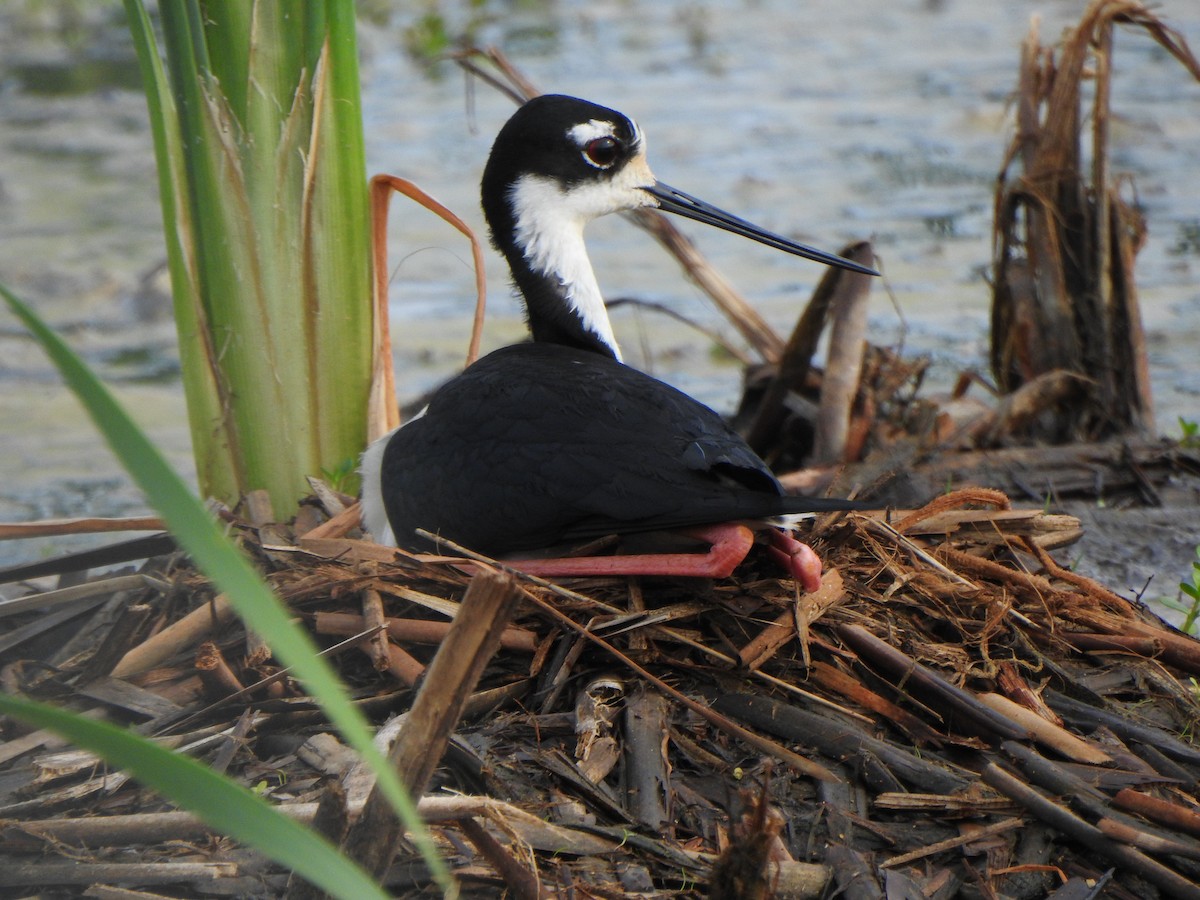 Black-necked Stilt - ML618689820