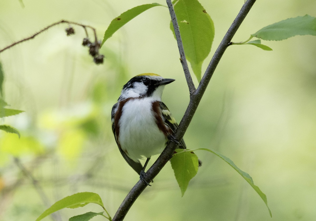 Chestnut-sided Warbler - ML618689843