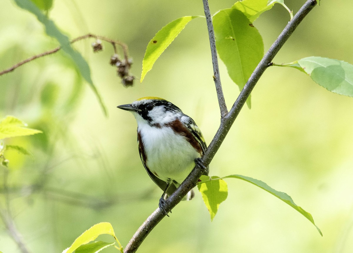 Chestnut-sided Warbler - Estela Quintero-Weldon