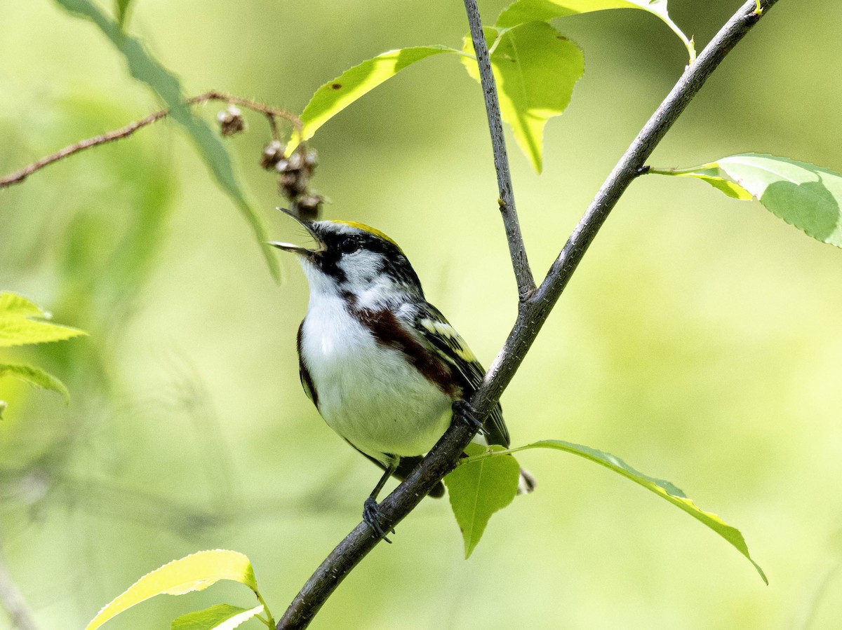 Chestnut-sided Warbler - Estela Quintero-Weldon